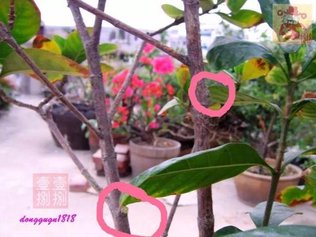 趁着冬天给花剪2刀，冬天再冷都冻不死，明天春天花开满枝
