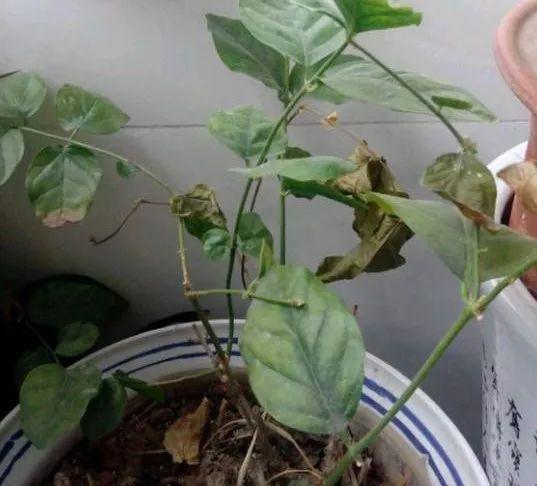 趁着冬天给花剪2刀，冬天再冷都冻不死，明天春天花开满枝