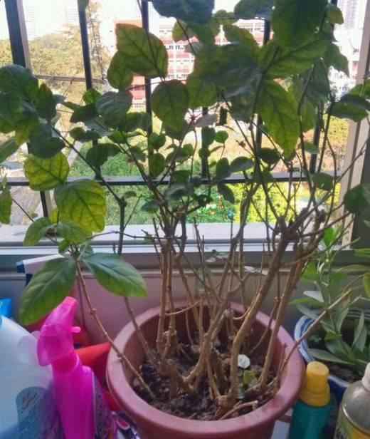 趁着冬天给花剪2刀，冬天再冷都冻不死，明天春天花开满枝