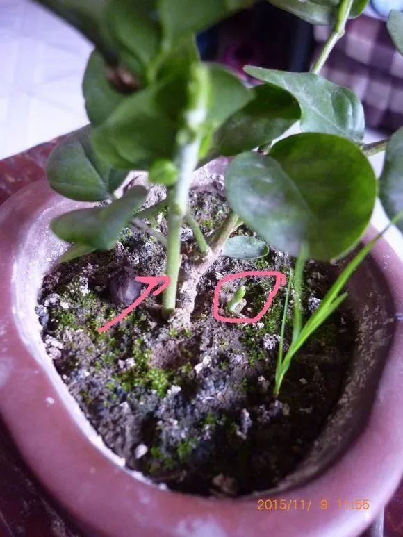 趁着冬天给花剪2刀，冬天再冷都冻不死，明天春天花开满枝