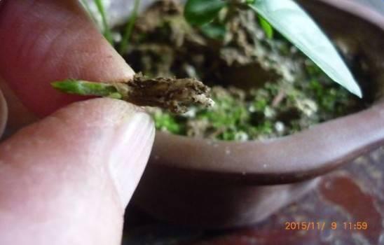 趁着冬天给花剪2刀，冬天再冷都冻不死，明天春天花开满枝