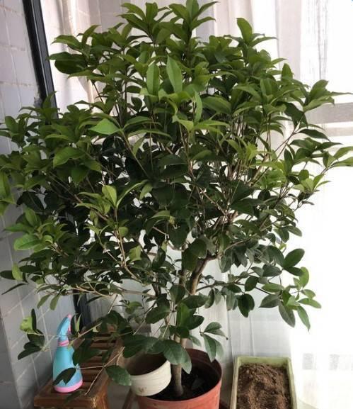 趁着冬天给花剪2刀，冬天再冷都冻不死，明天春天花开满枝