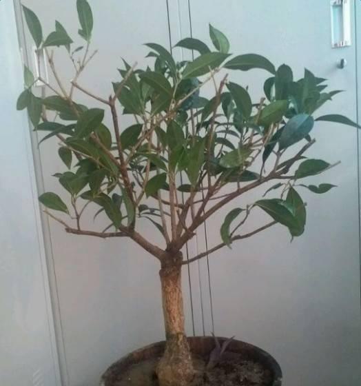趁着冬天给花剪2刀，冬天再冷都冻不死，明天春天花开满枝