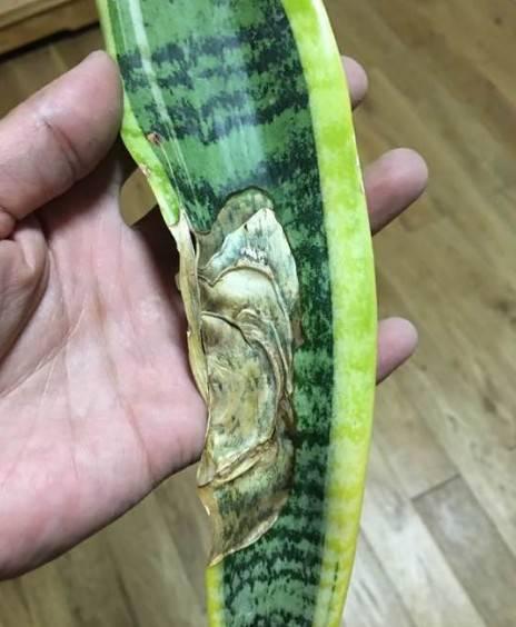 趁着冬天给花剪2刀，冬天再冷都冻不死，明天春天花开满枝