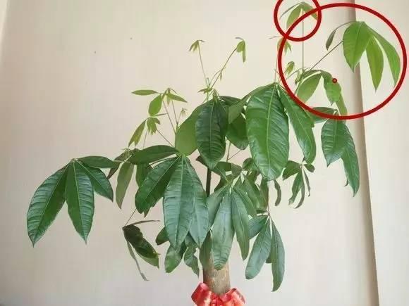 趁着冬天给花剪2刀，冬天再冷都冻不死，明天春天花开满枝