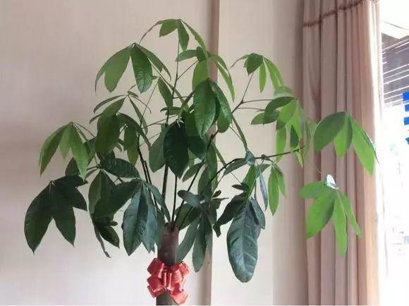 趁着冬天给花剪2刀，冬天再冷都冻不死，明天春天花开满枝