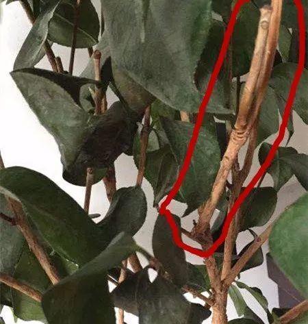 趁着冬天给花剪2刀，冬天再冷都冻不死，明天春天花开满枝
