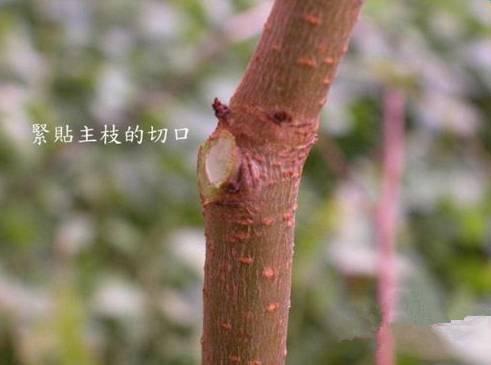 趁着冬天给花剪2刀，冬天再冷都冻不死，明天春天花开满枝