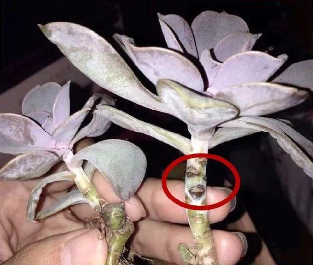 趁着冬天给花剪2刀，冬天再冷都冻不死，明天春天花开满枝