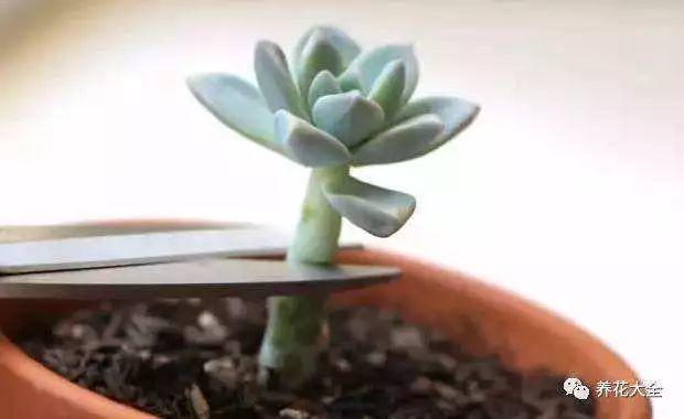 趁着冬天给花剪2刀，冬天再冷都冻不死，明天春天花开满枝