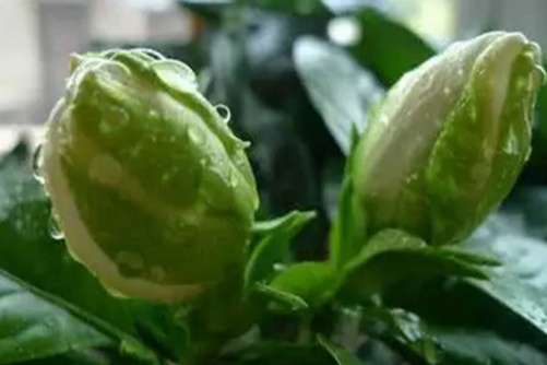 冬天冻不死的常绿植物