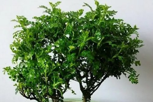 冬天冻不死的常绿植物