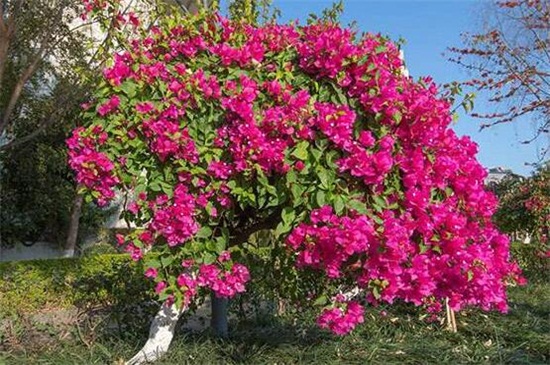 春天三角梅开花