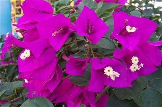 春天三角梅开花