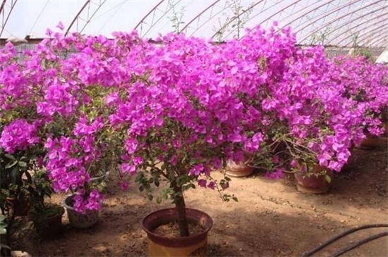 春天三角梅开花