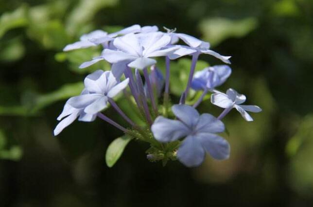 蓝花丹有毒吗，蓝花丹适合室内养吗