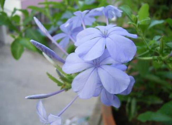 蓝花丹有毒吗，蓝花丹适合室内养吗