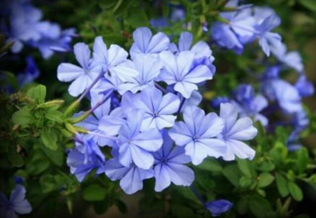 蓝花丹有毒吗，蓝花丹适合室内养吗