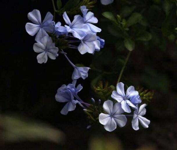 蓝花丹有毒吗，蓝花丹适合室内养吗