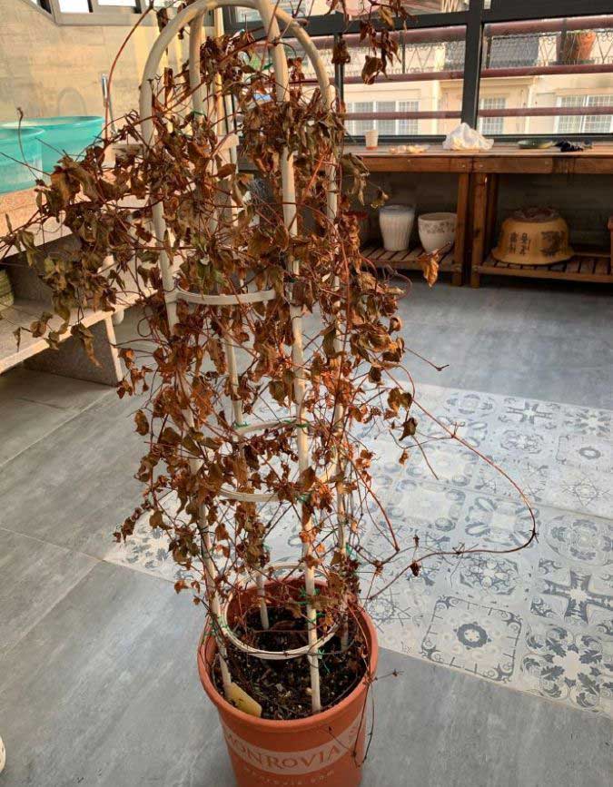 铁线莲夏天会枯萎休眠