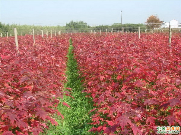 美国红枫栽植管理要点