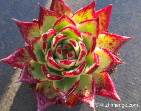 乌木多肉植物怎么养,乌木多肉冬天养殖方法