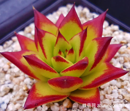 乌木多肉植物怎么养,乌木多肉冬天养殖方法