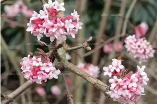 7种花很耐冻，冬天也能开花！