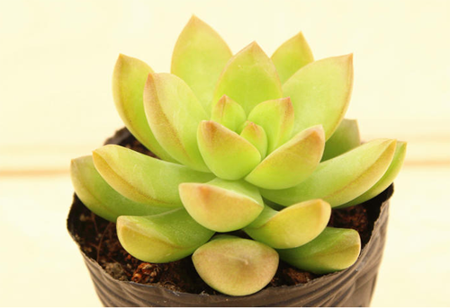 多肉植物黄丽怎么养 怎么砍头