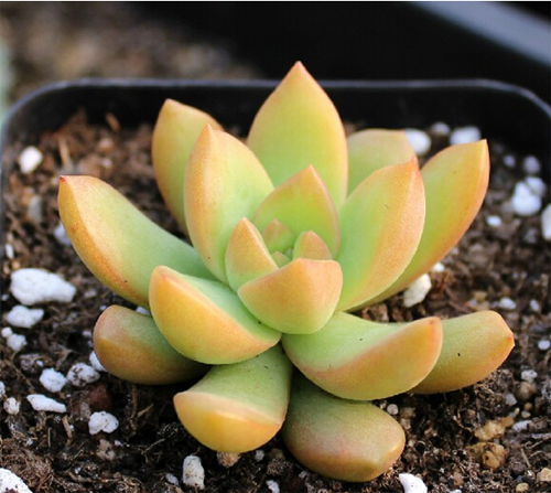 多肉植物黄丽怎么养 怎么砍头
