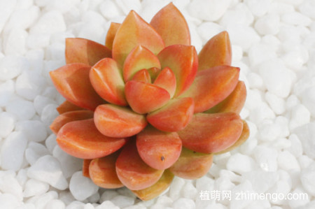黄丽的养殖方法和注意事项