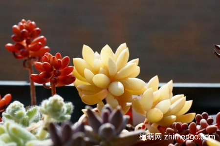 多肉植物春天怎么养，多肉春季养殖方法
