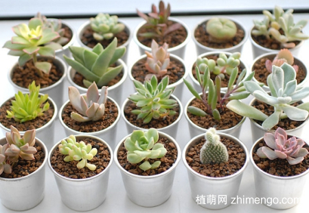 多肉植物春天怎么养，多肉春季养殖方法