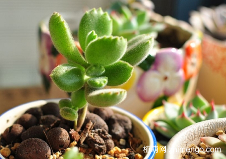 多肉植物春天怎么养，多肉春季养殖方法