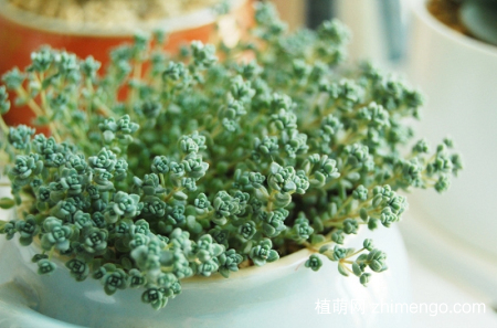 多肉植物春天怎么养，多肉春季养殖方法