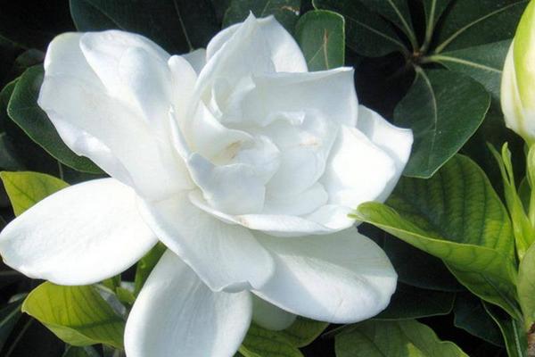 冬天栀子花的养殖方法和注意事项，一个月左右浇一次水