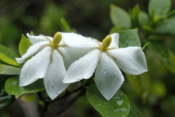 冬天栀子花的养殖方法和注意事项，一个月左右浇一次水