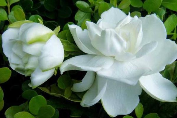 冬天栀子花的养殖方法和注意事项，一个月左右浇一次水