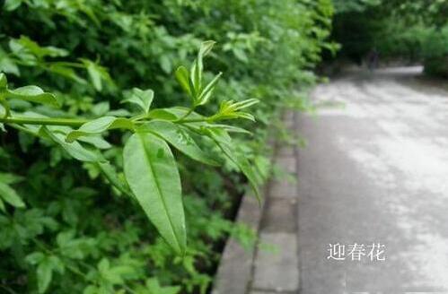 迎春和连翘的区别