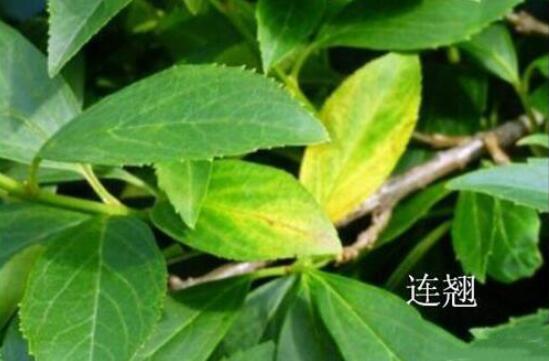 迎春和连翘的区别