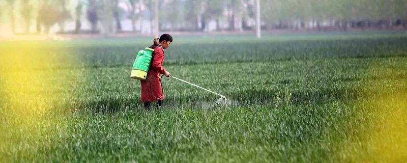 小麦除草剂什么时候打合适，年前、冬季及苗后统统告诉你