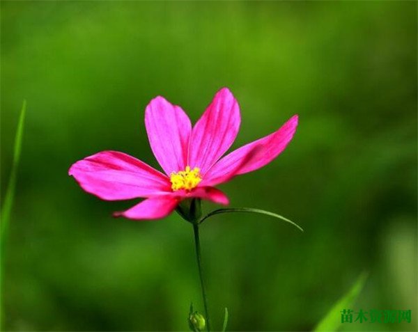 五月开什么花 九月到十月份开什么花