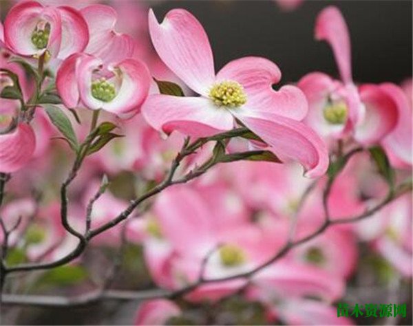 五月开什么花 九月到十月份开什么花
