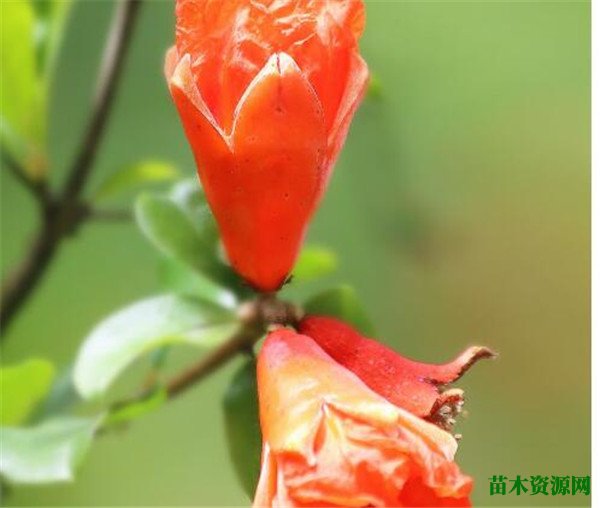 五月开什么花 九月到十月份开什么花