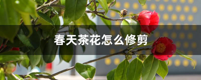 春天茶花怎么修剪