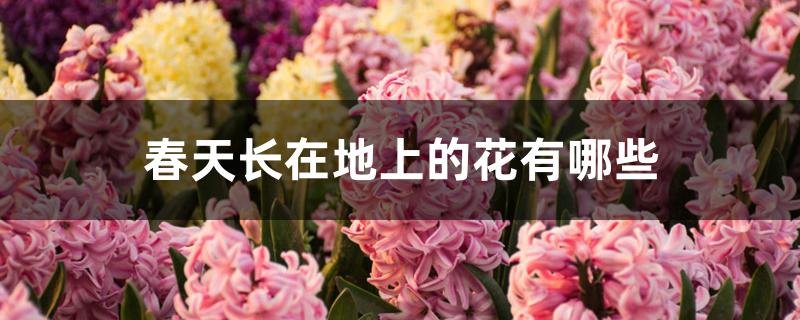 春天长在地上的花有哪些