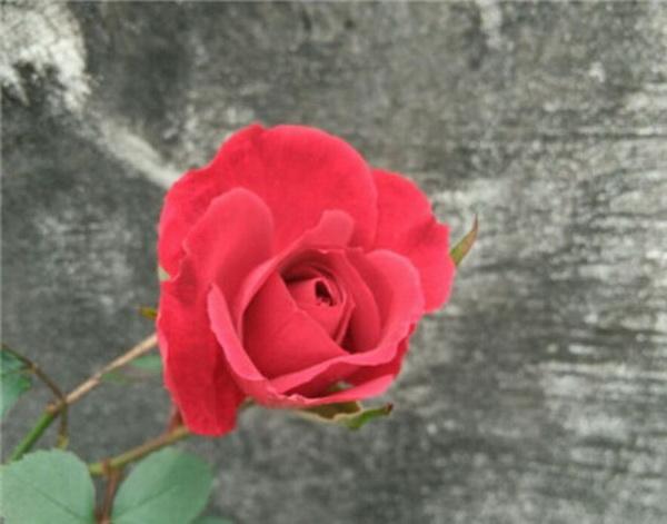 春季想要赏花，就要了解以下几点。