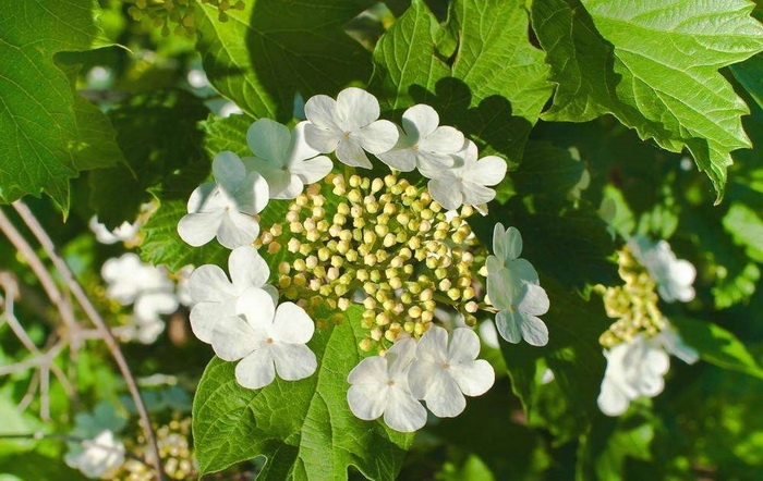 春季植物常见的病虫害及防治方法