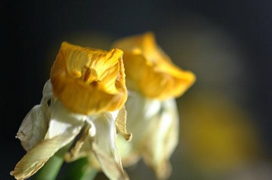 冬季水仙花花蕾为什么会干枯