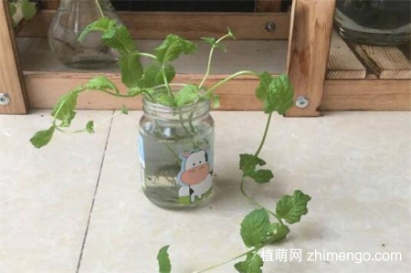 水培薄荷怎么过冬，薄荷冬季养护方法